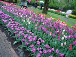 Keukenhof (56)